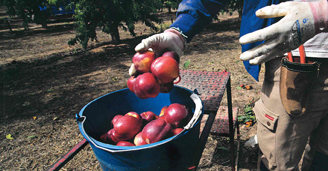 UGT FICA presenta esta tarde en Madrid la exposición fotográfica “L’ànima de la fruita” en la que se muestra la realidad del trabajo en el campo