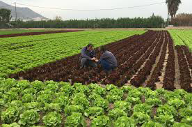 El paro agrario baja en diciembre un 4,16% con relación a noviembre, y un 22,17% en comparación con 2021