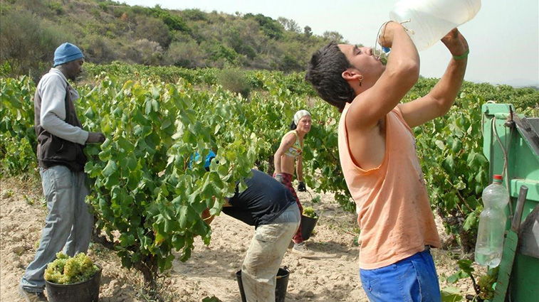 080823 Ola de calor Campo