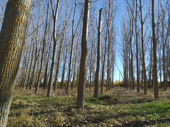 UGT FICA CyL muestra su preocupación por la situación de la industria maderera tras el posible cambio de regulación de la choperas implantado por la CHD