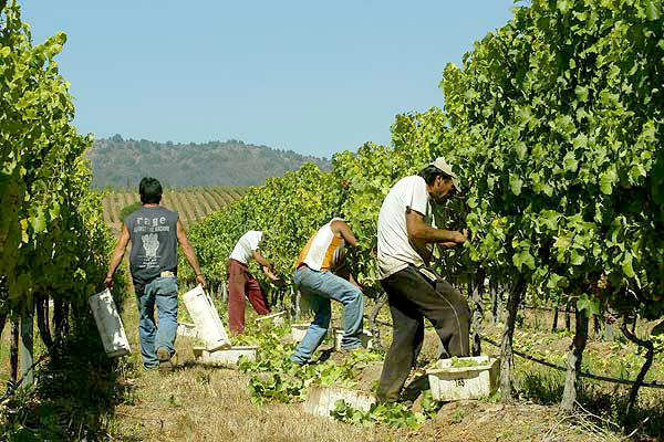 UGT FICA y CCOO de Industria se reúnen mañana con Agricultura para abordar el desarrollo de la PAC y la condicionalidad social en el Plan Estratégico de España
