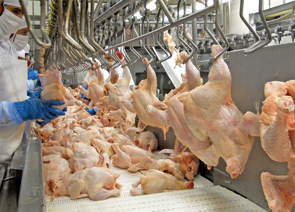 UGT FICA advierte que habrá movilizaciones si se incumple el convenio de mataderos de aves y conejos