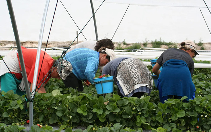 Las patronales agrarias mienten al calificar de ilegal la Huelga en el Campo que se inicia mañana 