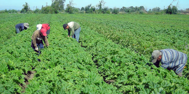 UGT FICA pide medidas para las y los trabajadores del campo afectados por la sequía y los incendios