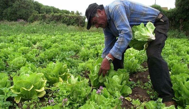 El TSJA da la razón a UGT FICA Huelva sobre el SMI a aplicar en el convenio del campo