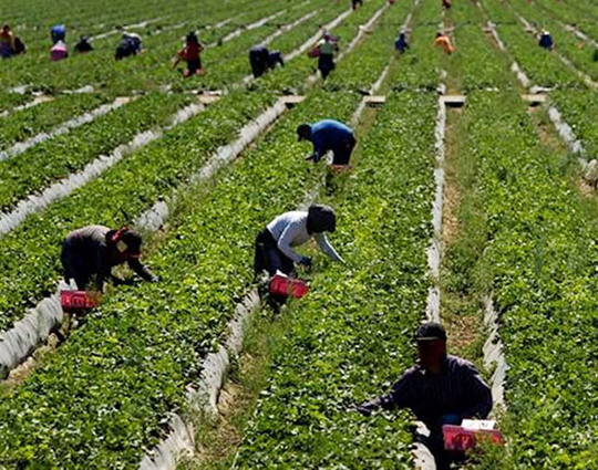 UGT FICA valora la PNL presentada para la mejora de las personas desempleadas eventuales agrarias en Andalucía y Extremadura