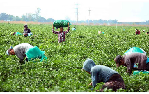 Bajo el lema “POR UN SECTOR AGRARIO CON FUTURO Y DERECHOS”, el 11 de abril de 2024, CCOO Industria y UGT FICA reivindicarán en las calles de Madrid los derechos de las personas trabajadoras del campo