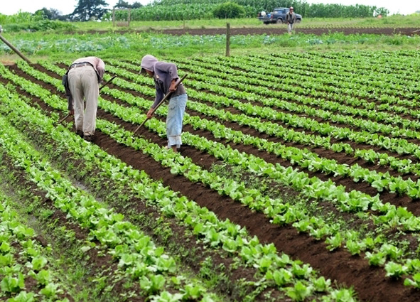 260224 Eventuales Agrarios 1