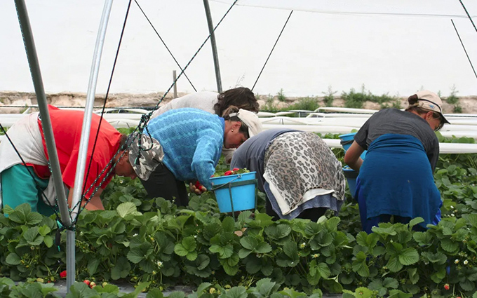 UGT FICA rechaza la ampliación a 120 días del contrato temporal en el sector agroalimentario