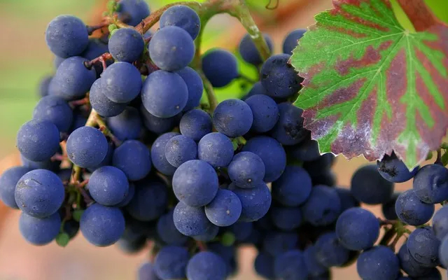 Firmado el convenio de industrias vinícolas de Toledo para unos 1.300 trabajadores/as de la provincia