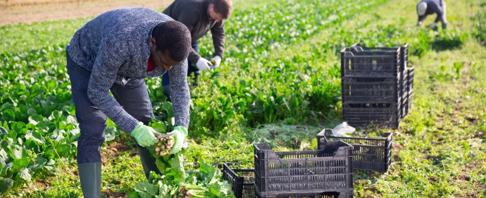 UGT FICA y CCOO Industria lamentan profundamente la decisión unilateral de Asaja de suspender la negociación del convenio del campo de Ciudad Real