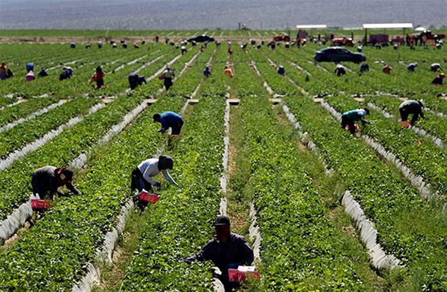 Sindicatos y patronal alcanzan un acuerdo para aplicar un protocolo de prevención en situaciones de acoso en el sector agrario